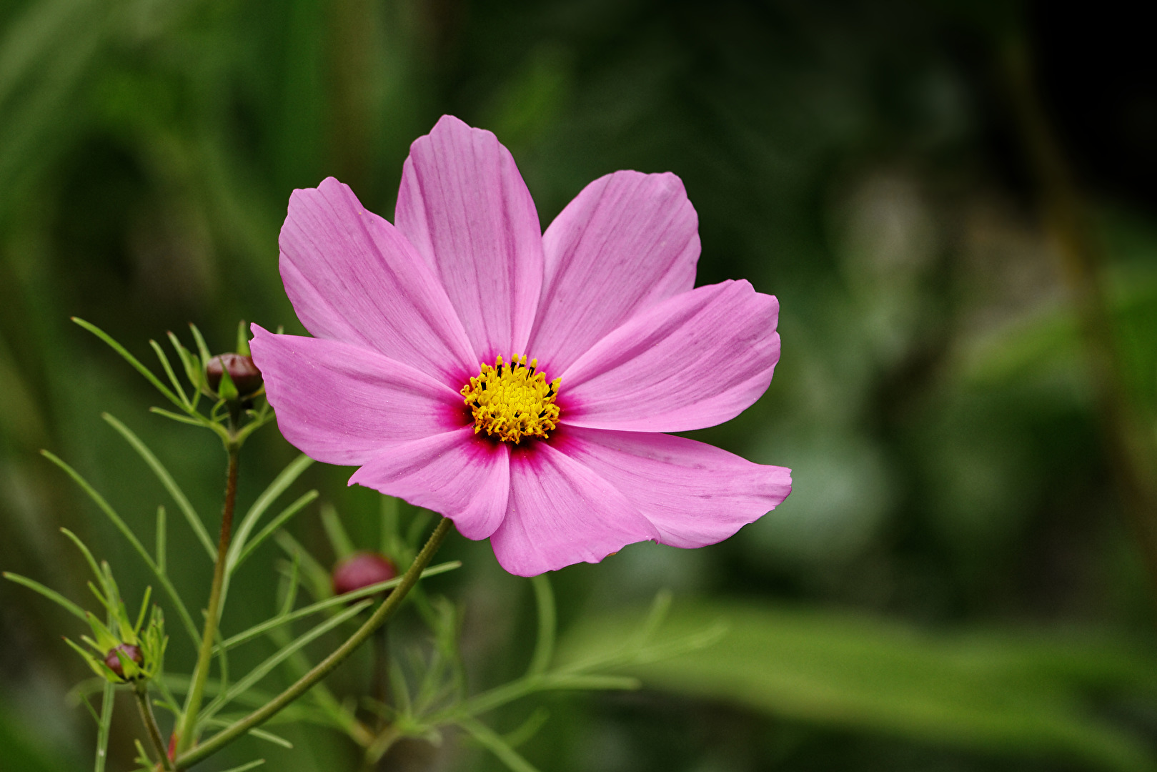 Cosmea