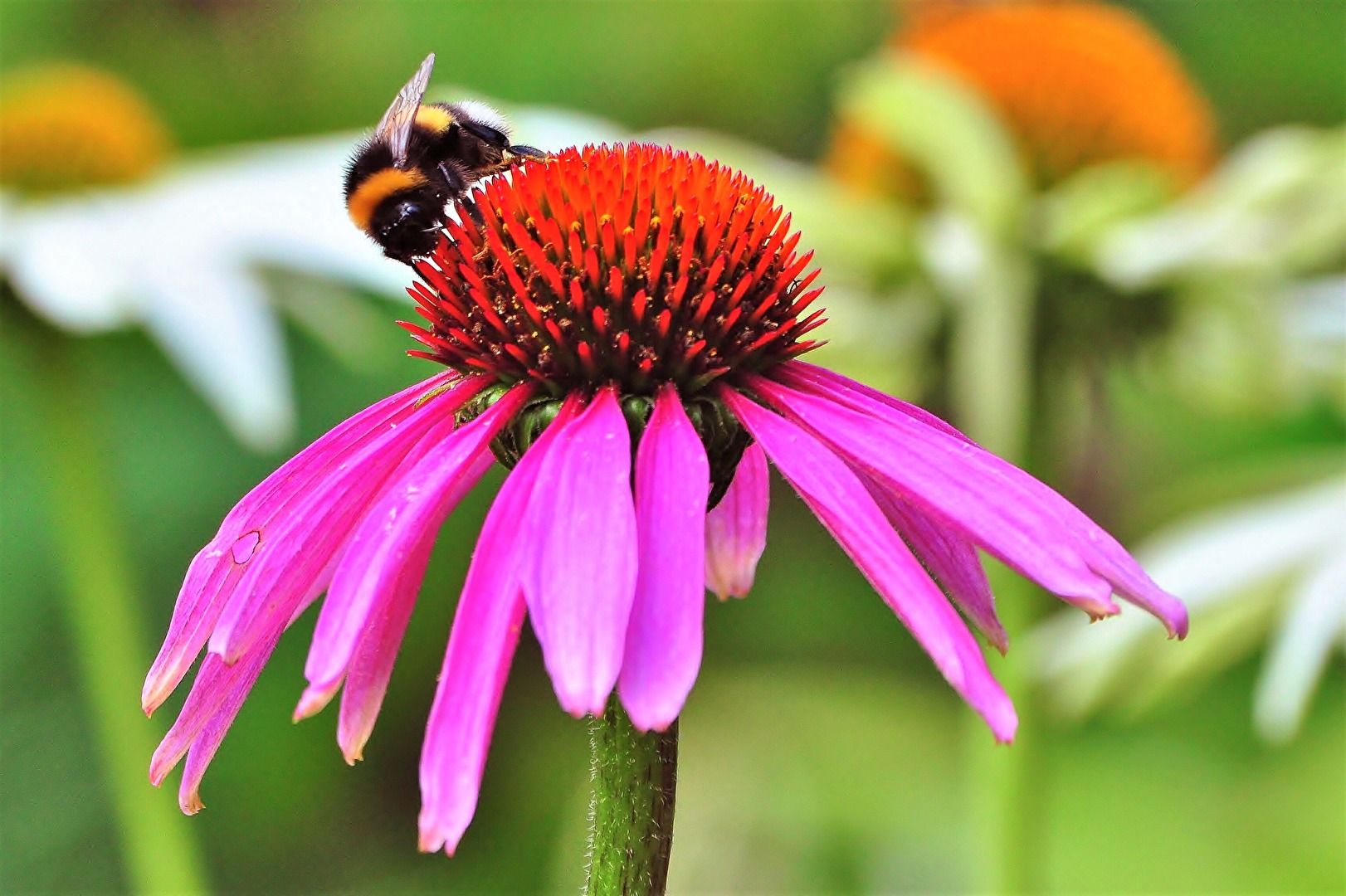 Blüten und Kleinpflanzen (allgemein)