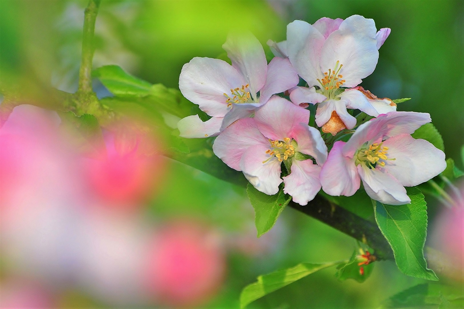 " Unsere Früchte kommen bald "