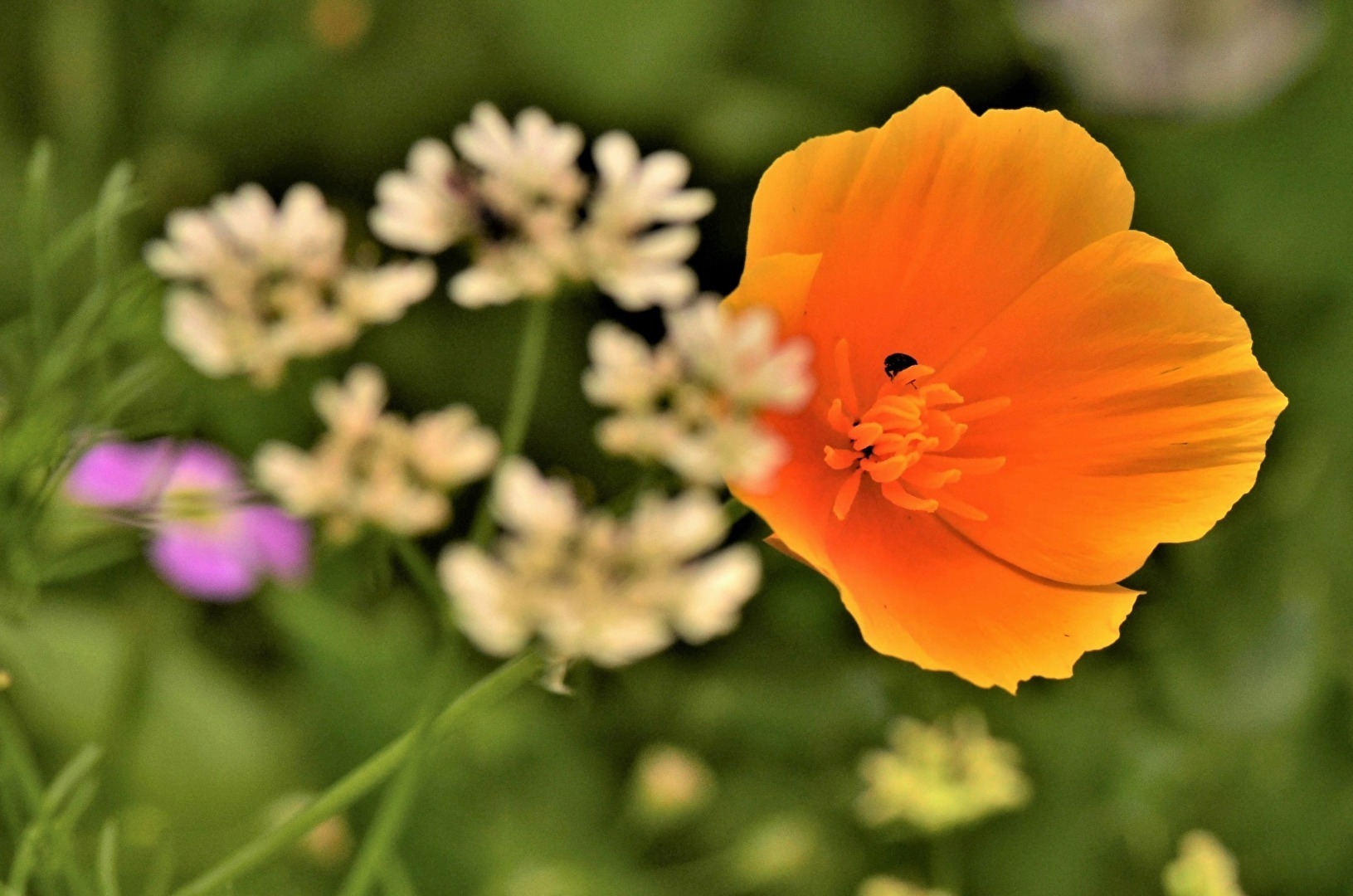" Auf der Bienenweide "