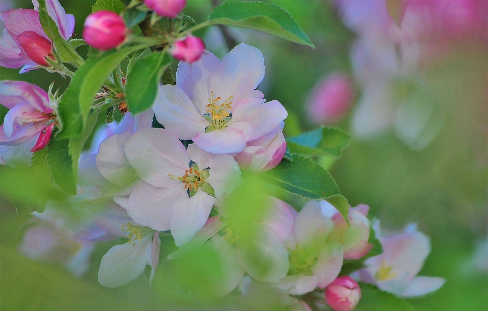 " Apfelblüten "