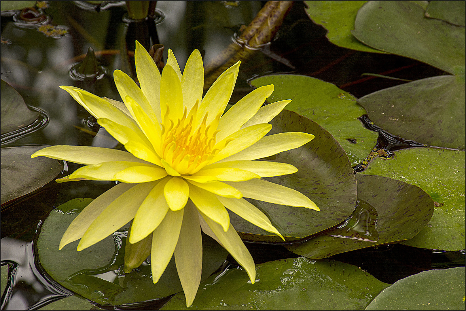 Blüten und Kleinpflanzen (allgemein)