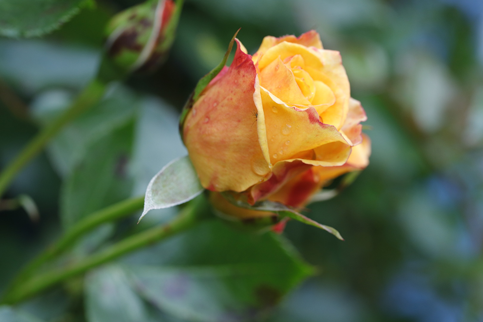Blüten und Kleinpflanzen (allgemein)