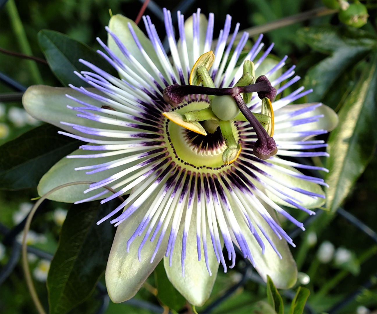 Blüten und Kleinpflanzen (allgemein)