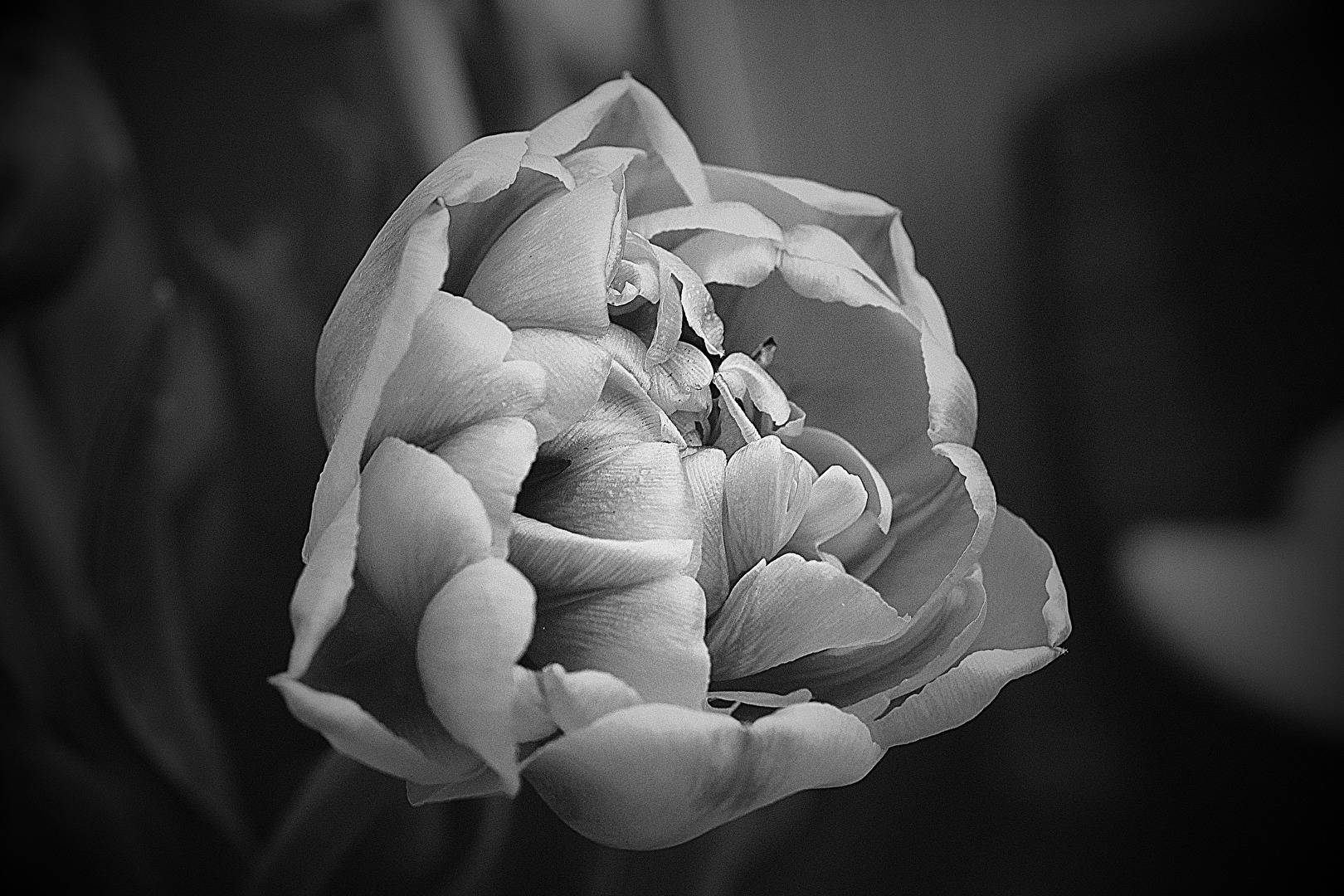 Blume in b&w...