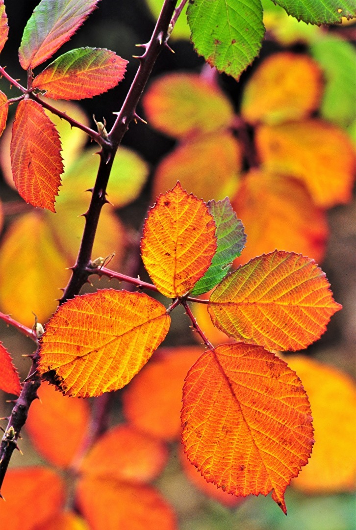 " Herbst - Leuchten "