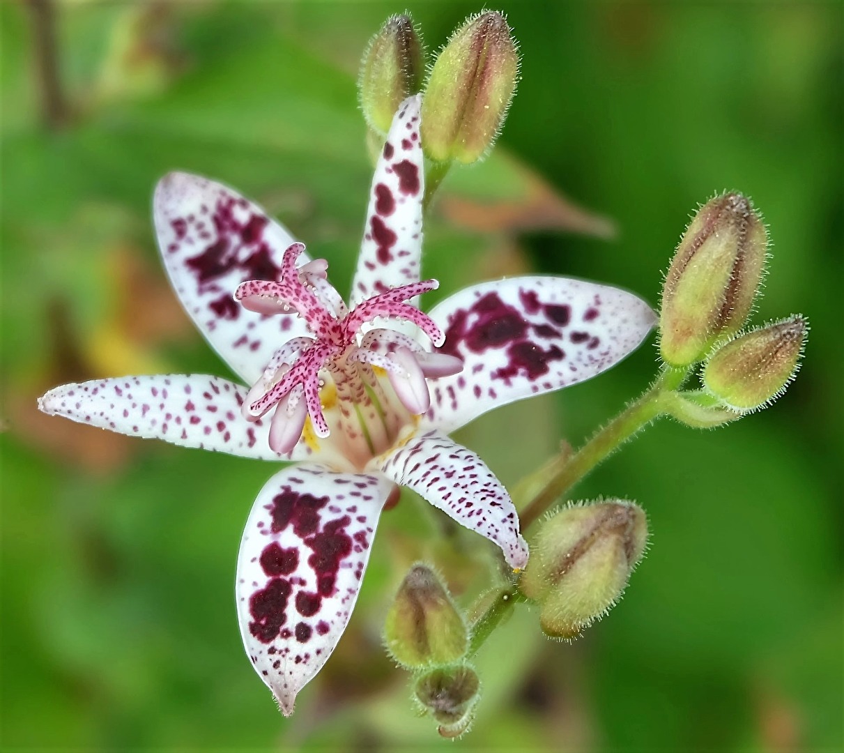 Krötenlilie aus unserm Garten