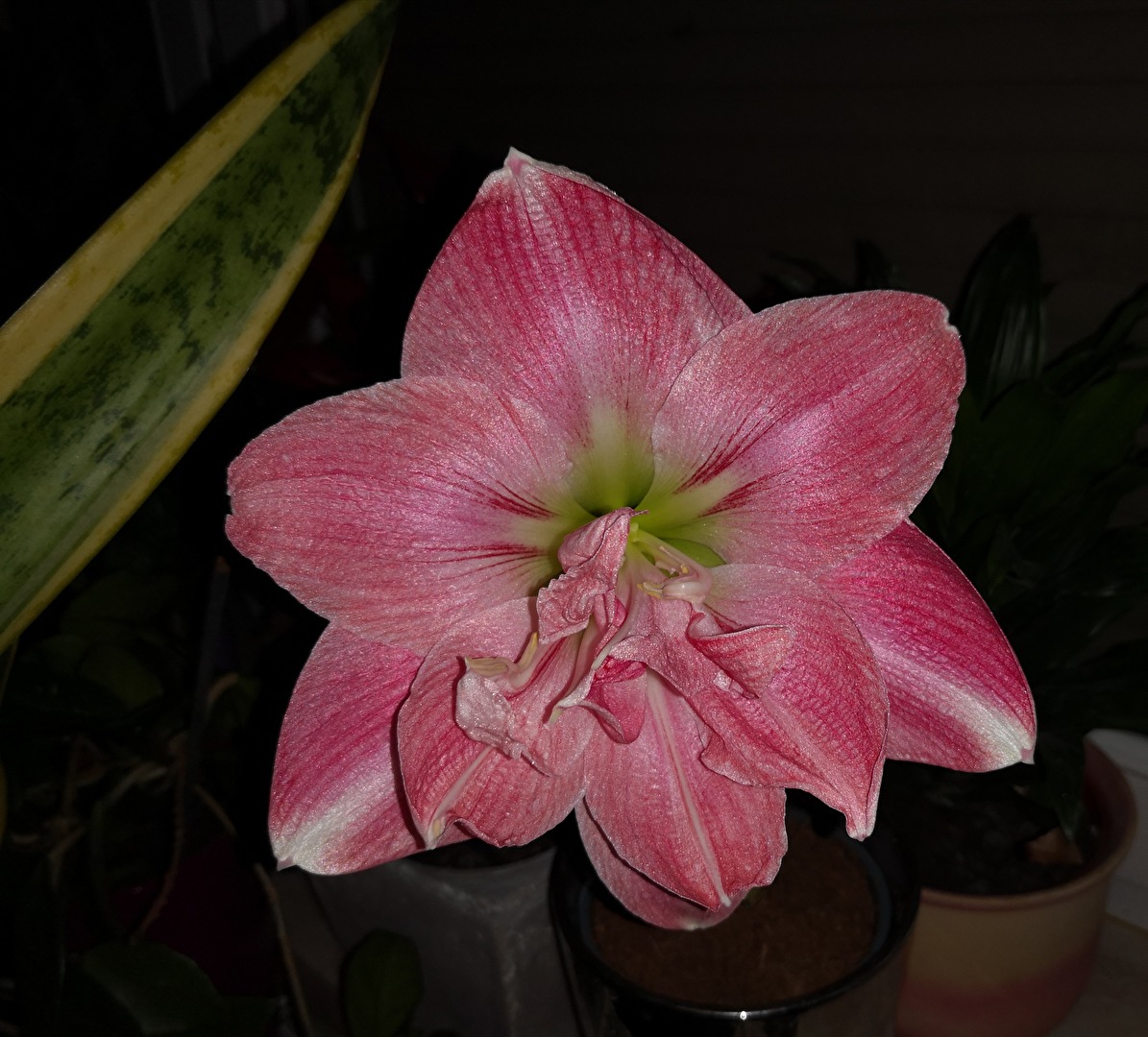 Amaryllis