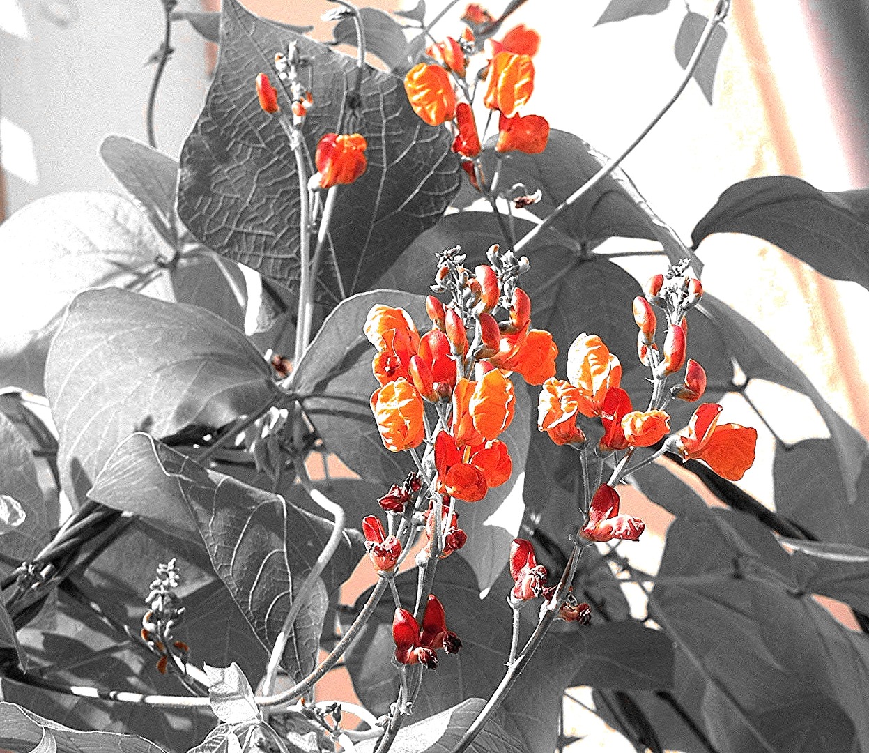 Bohnenblume