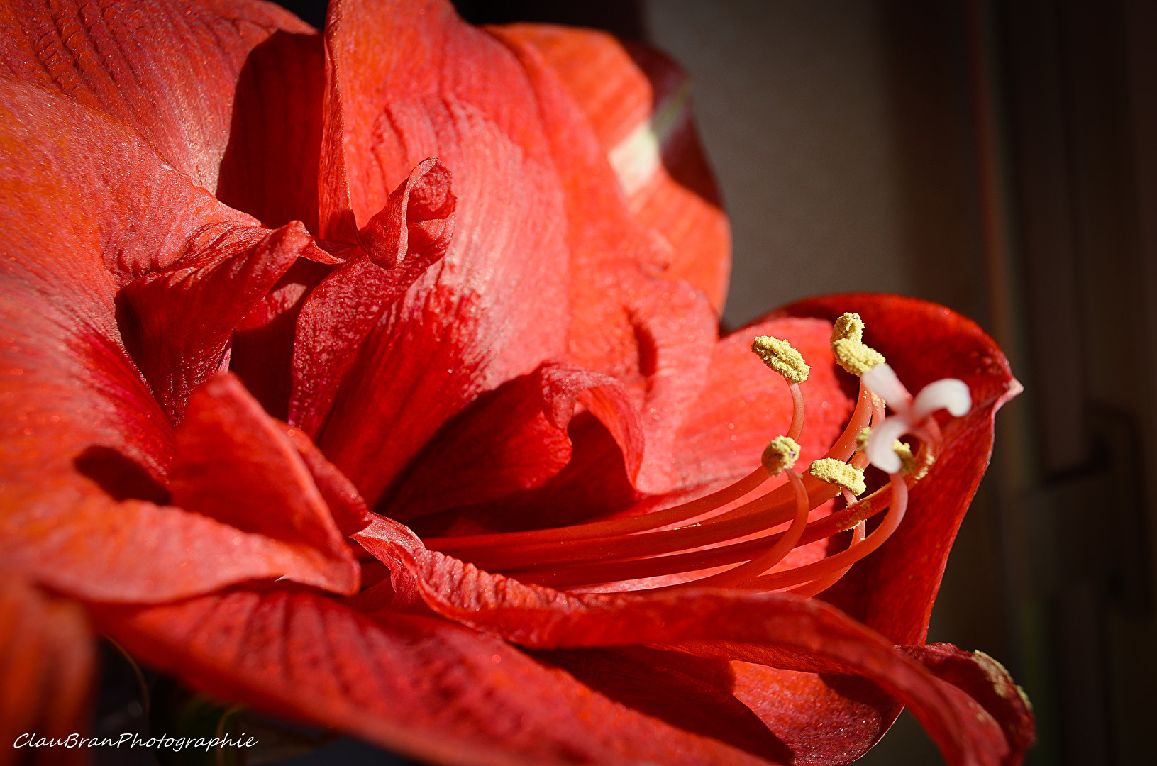 Amaryllis