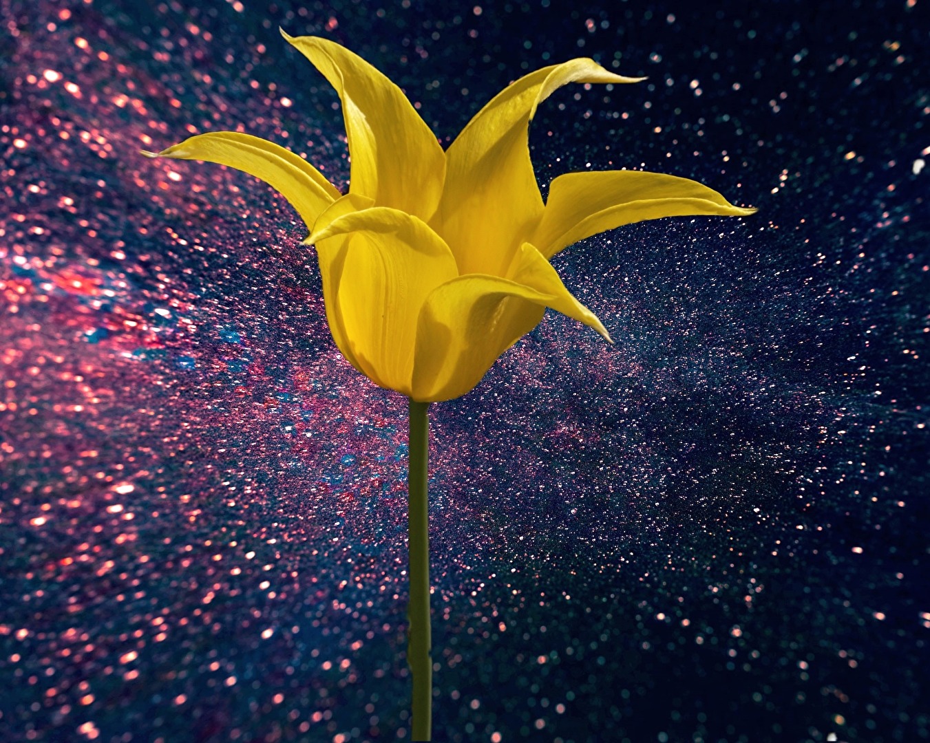 Blüten und Kleinpflanzen (allgemein)
