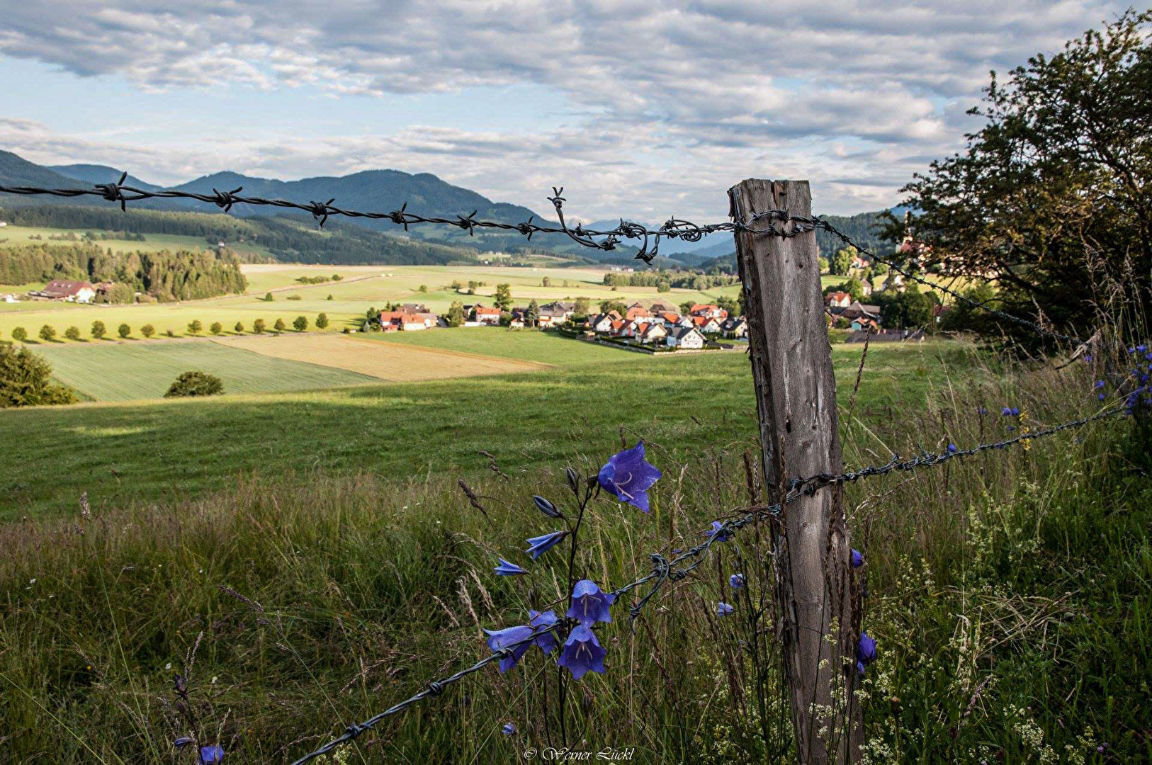 Blumen am Wegesrand.�
