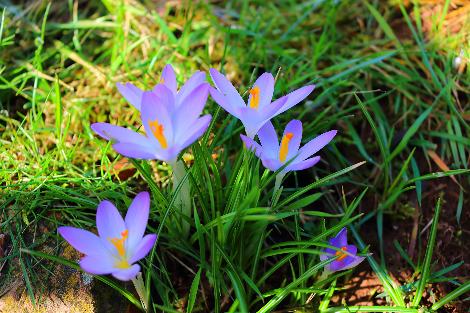 Blüten und Kleinpflanzen (allgemein)