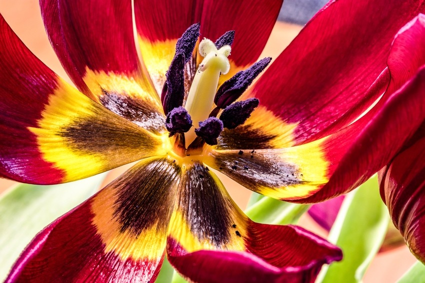 Blüten und Kleinpflanzen (allgemein)