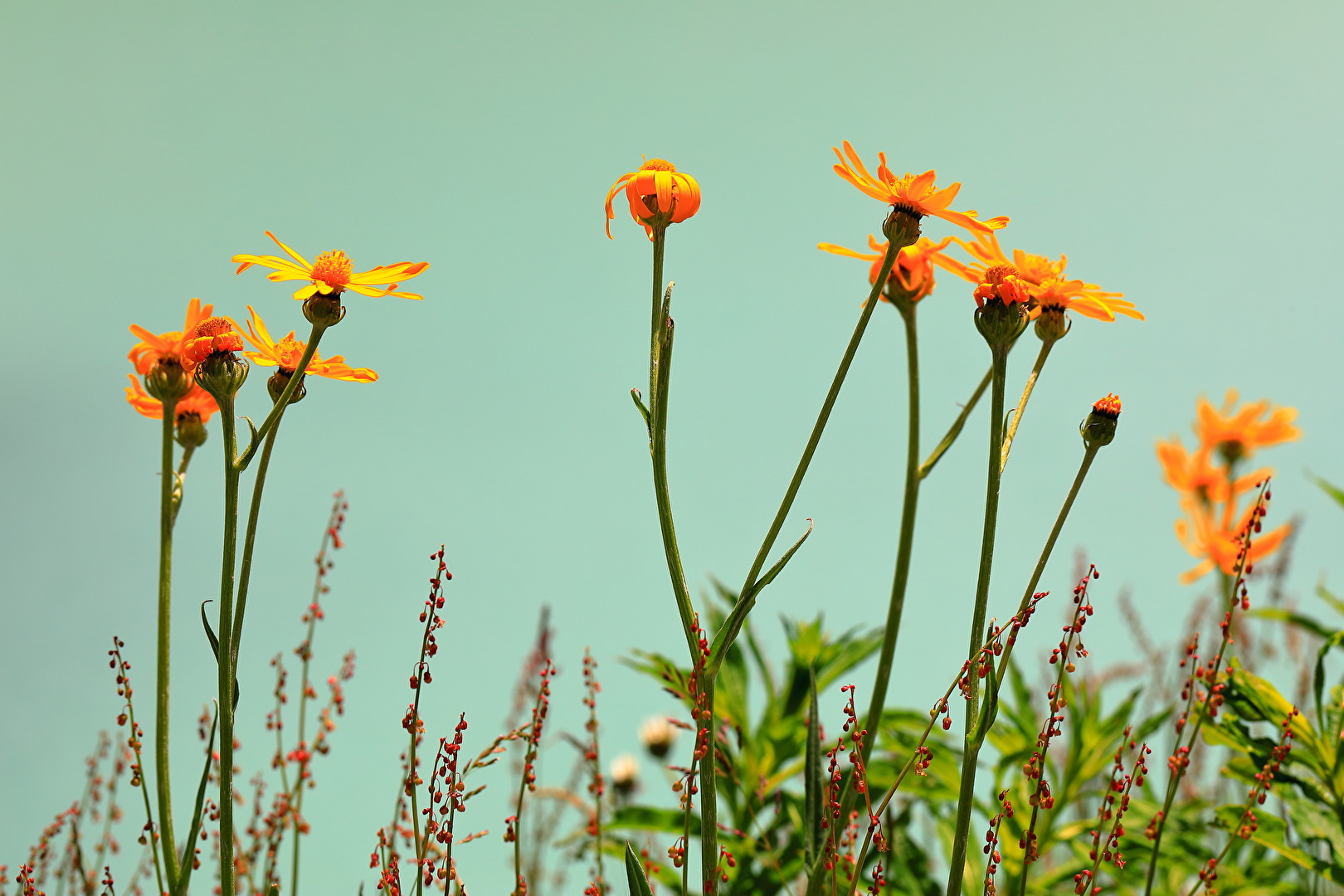 Wildblumen