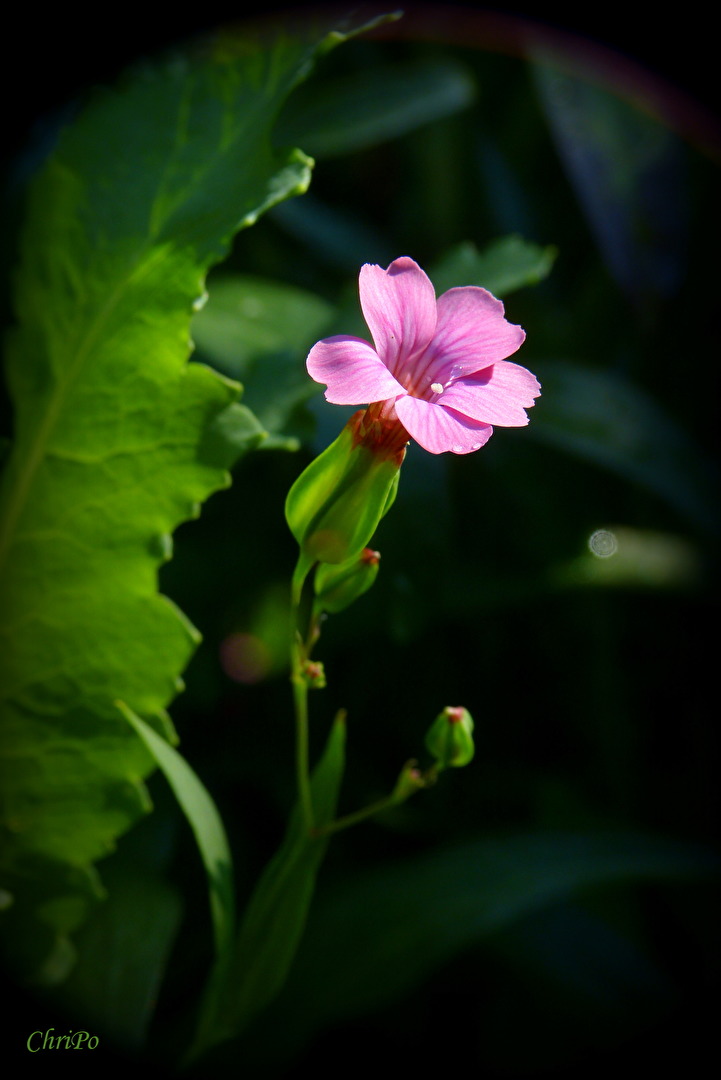 Blüten und Kleinpflanzen (allgemein)