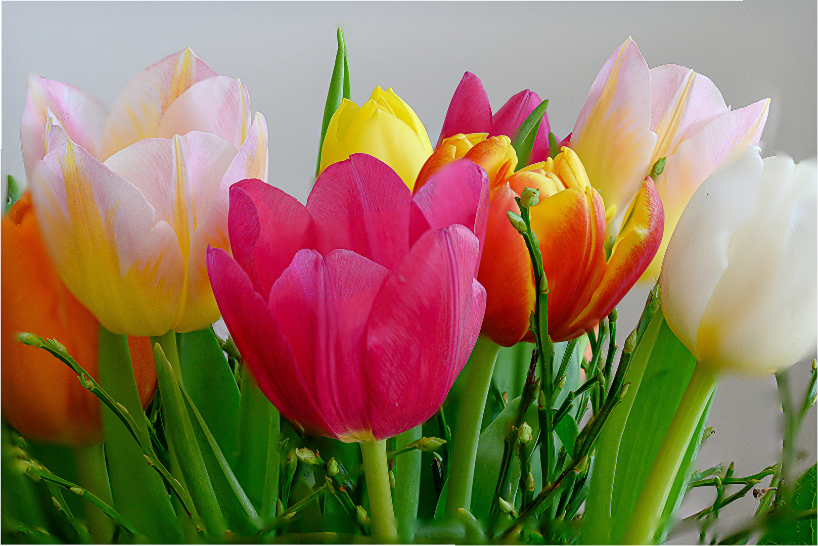 Tulpen