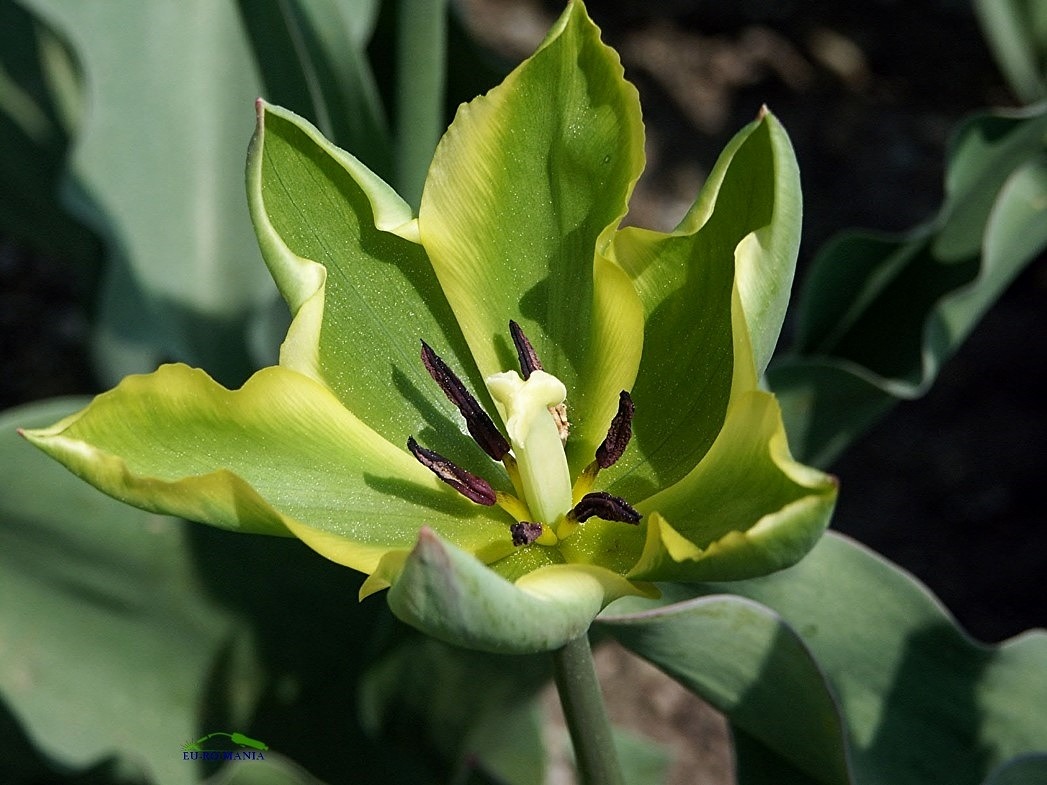 Blüten und Kleinpflanzen (allgemein)