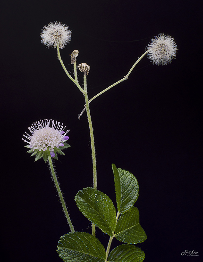 Blüten und Kleinpflanzen (allgemein)