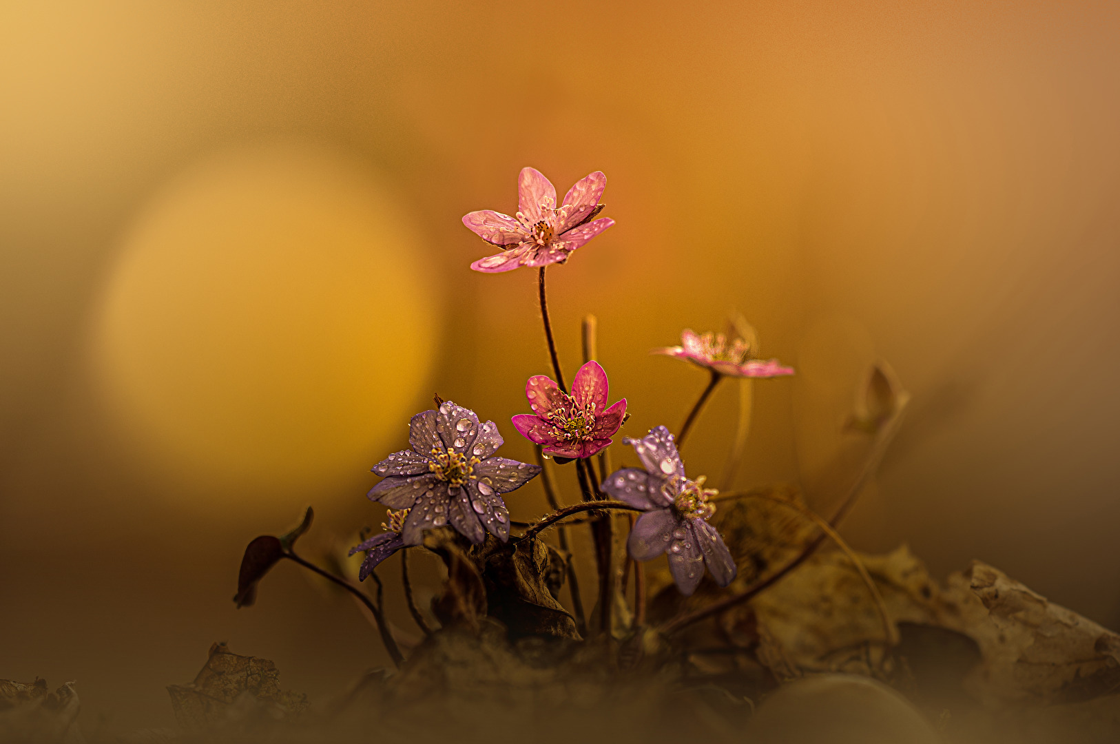 Leberblümchen