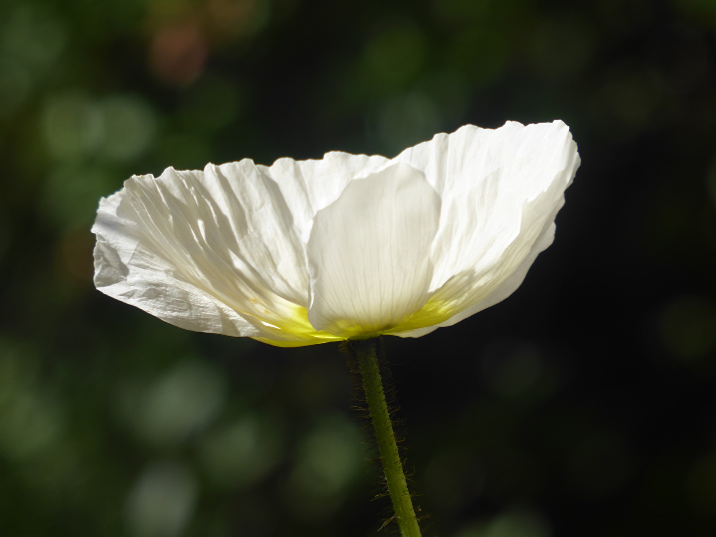 Blüten und Kleinpflanzen (allgemein)