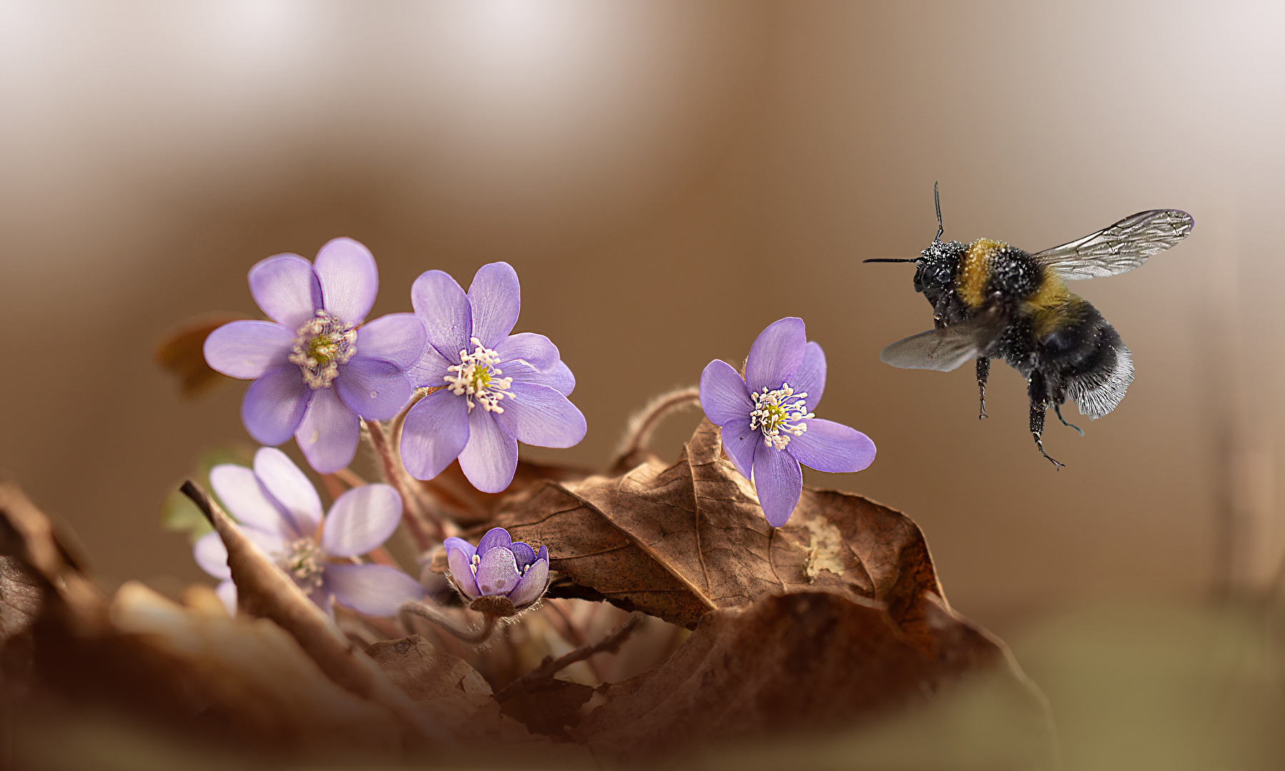 Leberblümchen, Hummel