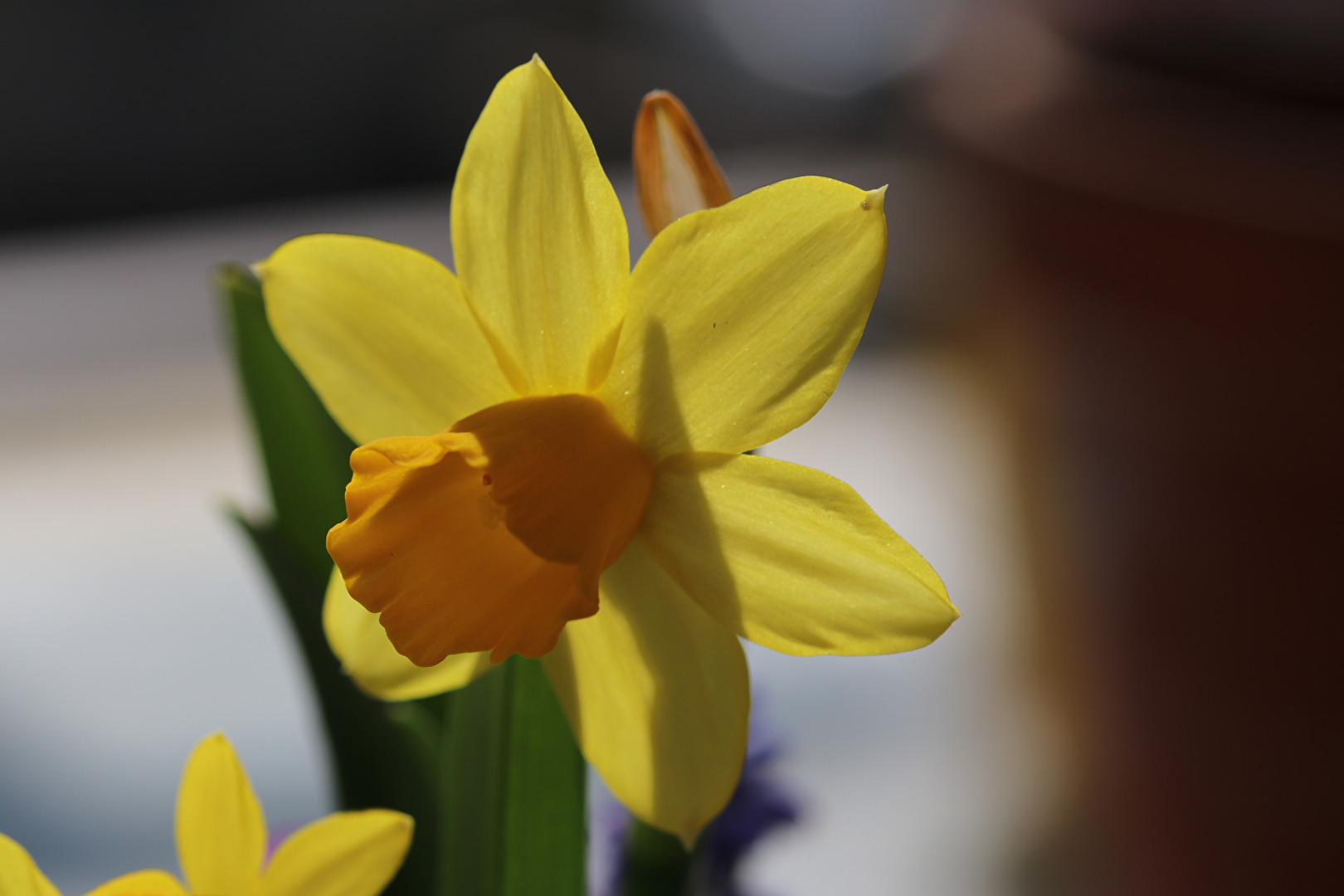 Blüten und Kleinpflanzen (allgemein)