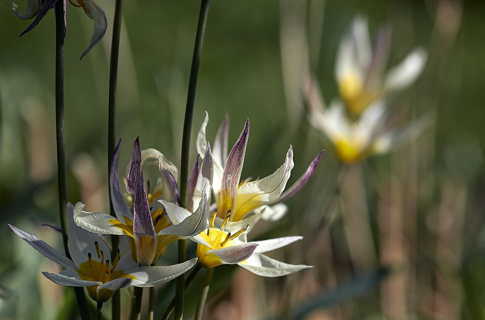 Tulpen