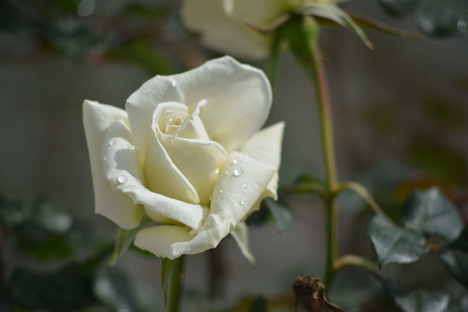 Blüten und Kleinpflanzen (allgemein)