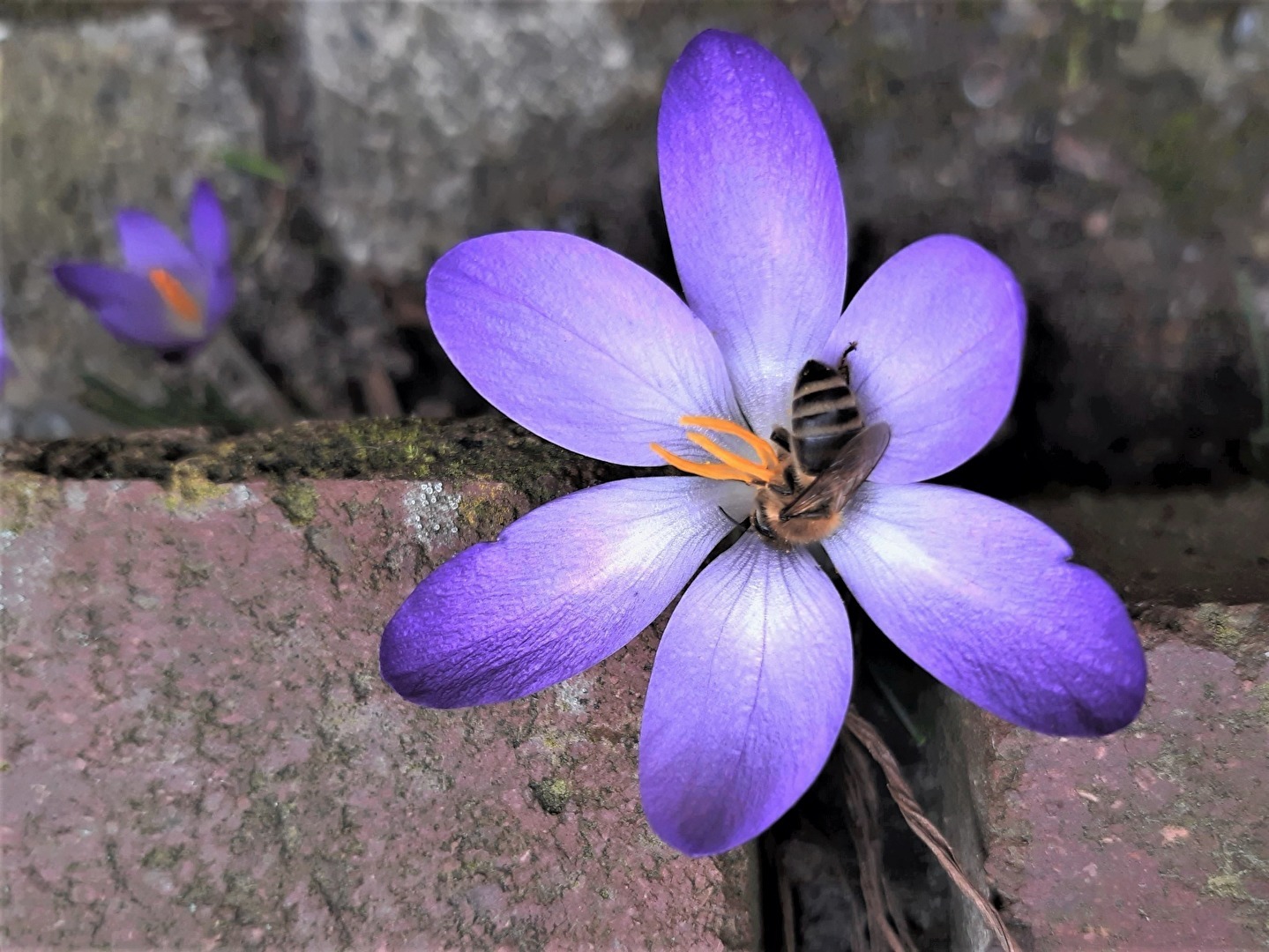 " Mauer - Blümchen "