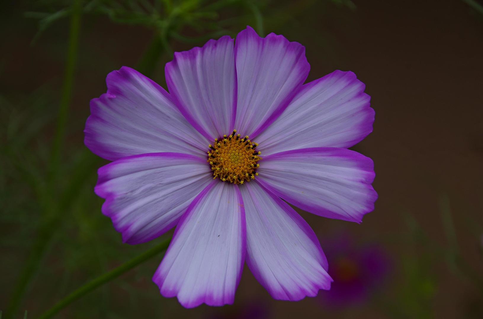 Blüten und Kleinpflanzen (allgemein)