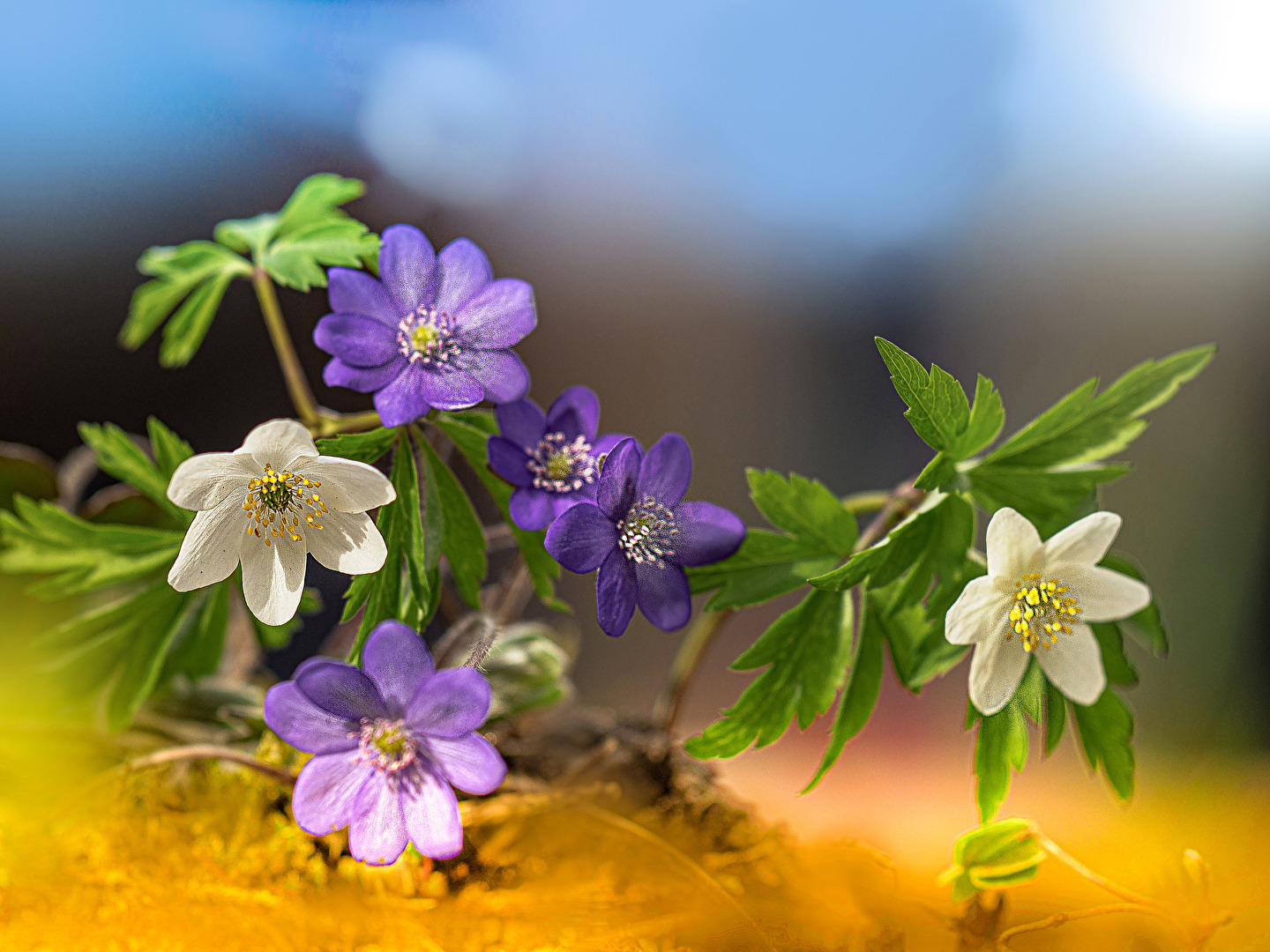 Buschwindröschen Leberblümchen