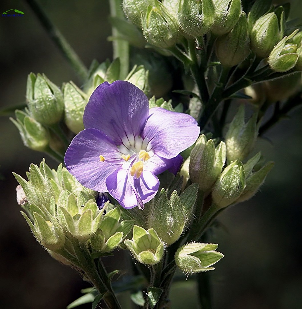 Blüten und Kleinpflanzen (allgemein)