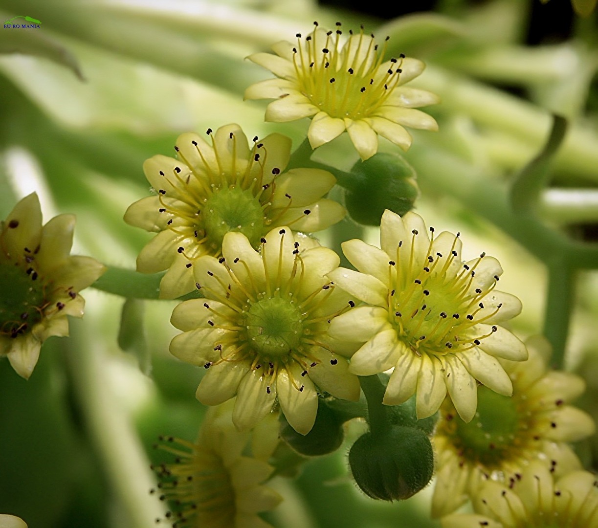 Blüten und Kleinpflanzen (allgemein)