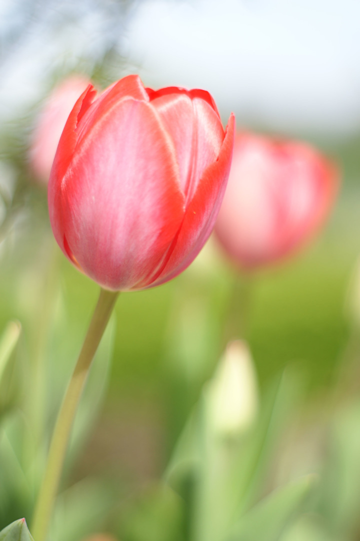 Tulpe
