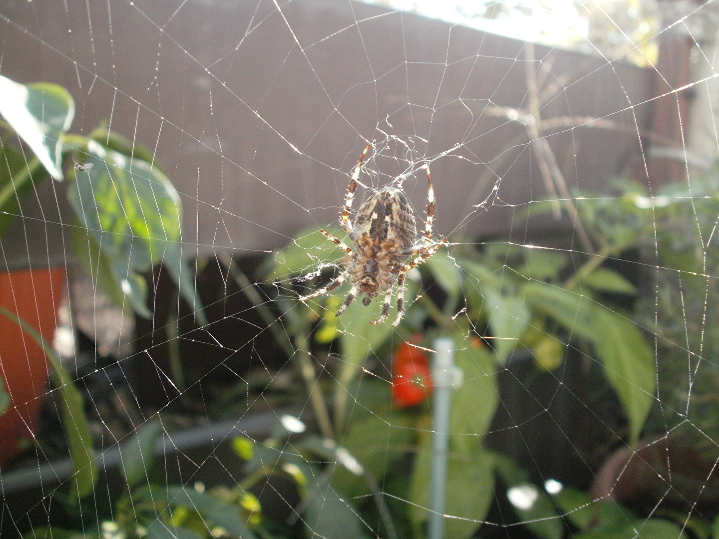 Spinne auf Balkon Pflanze