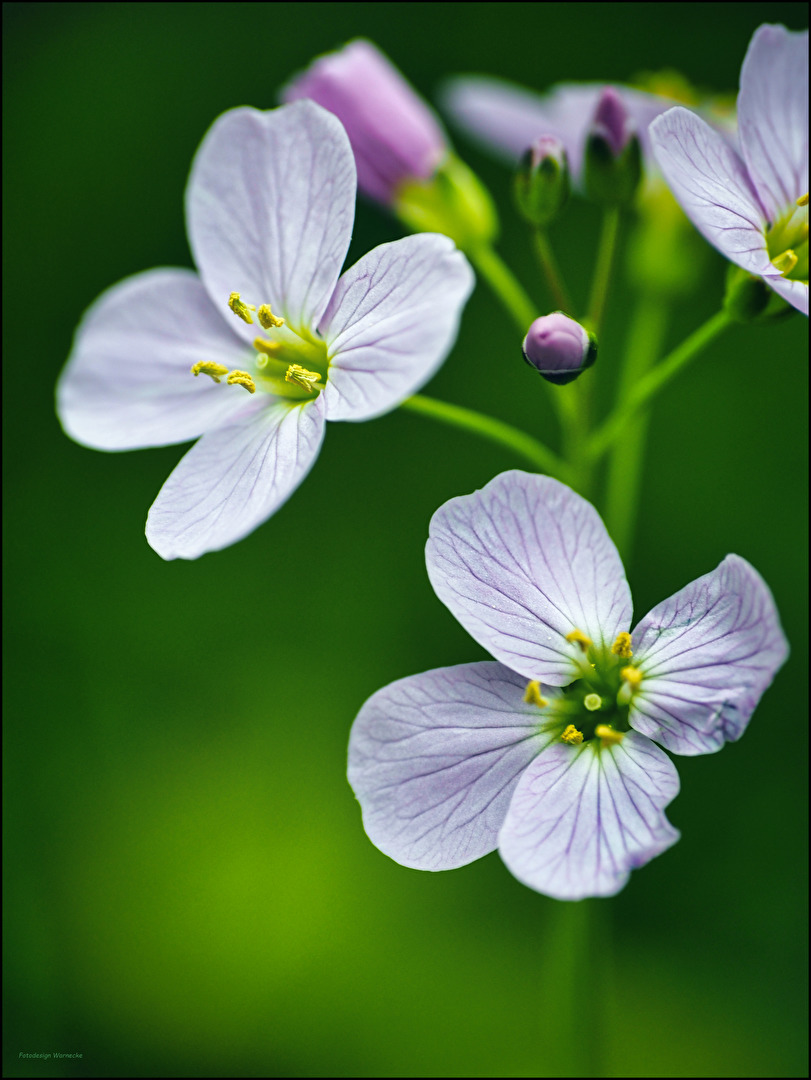 "Cardamine pratensis" Wiesen-Schaumkraut