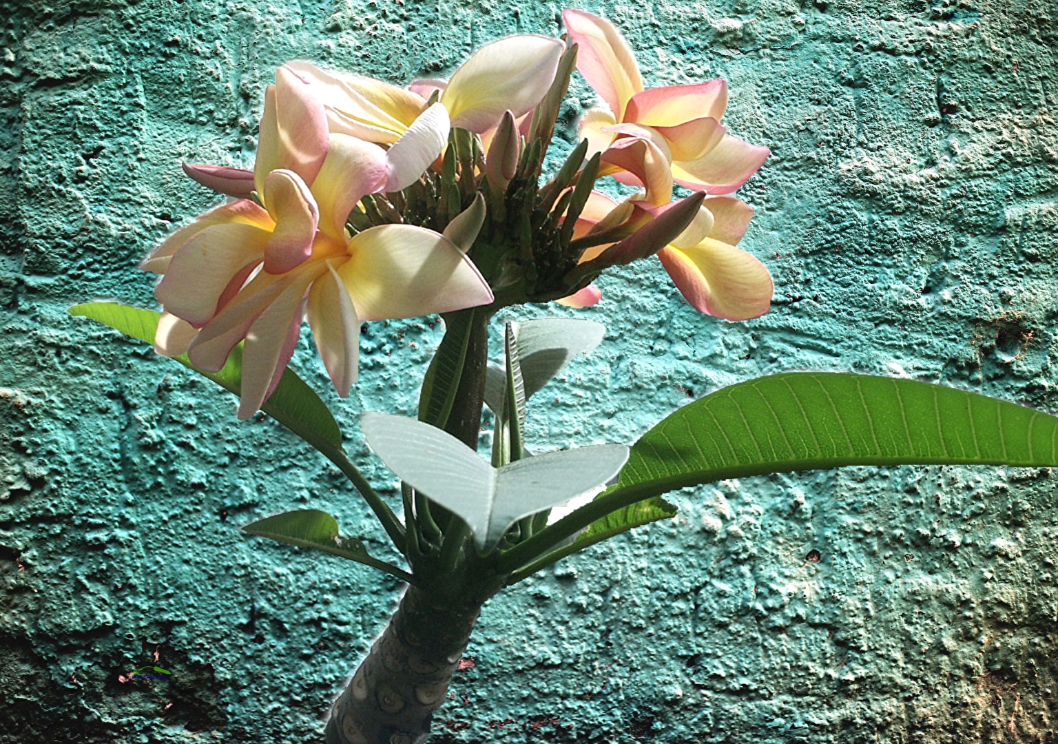 Blüten und Kleinpflanzen (allgemein)