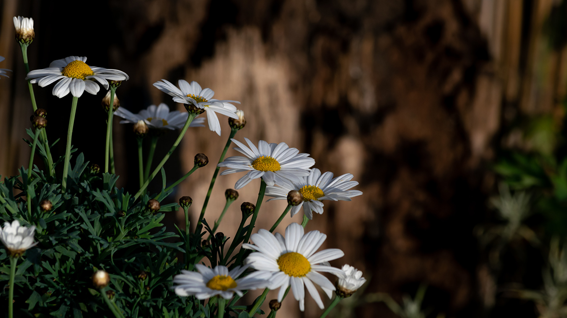 Blüten und Kleinpflanzen (allgemein)