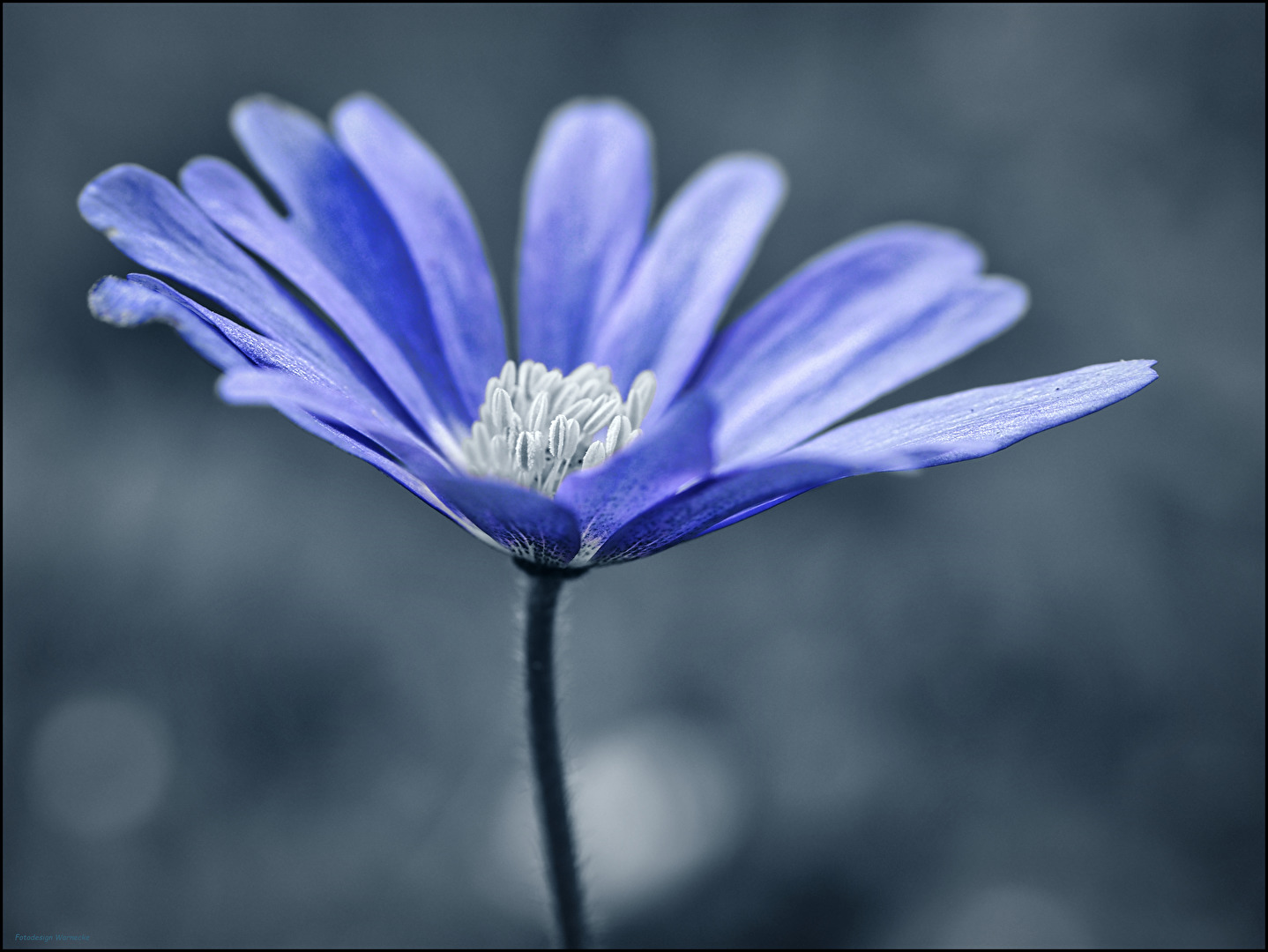 blaue Blüte