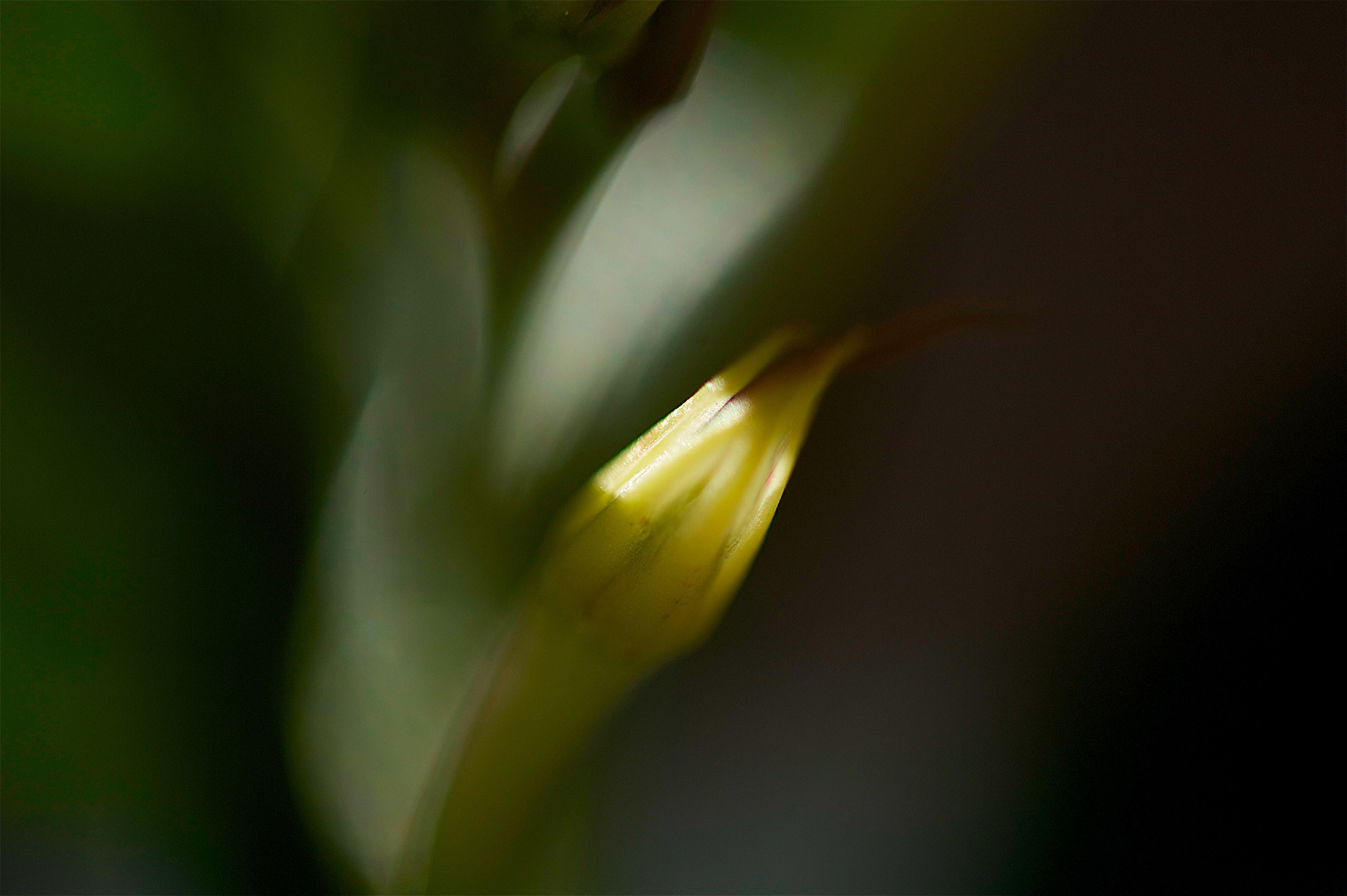 Blüten und Kleinpflanzen (allgemein)