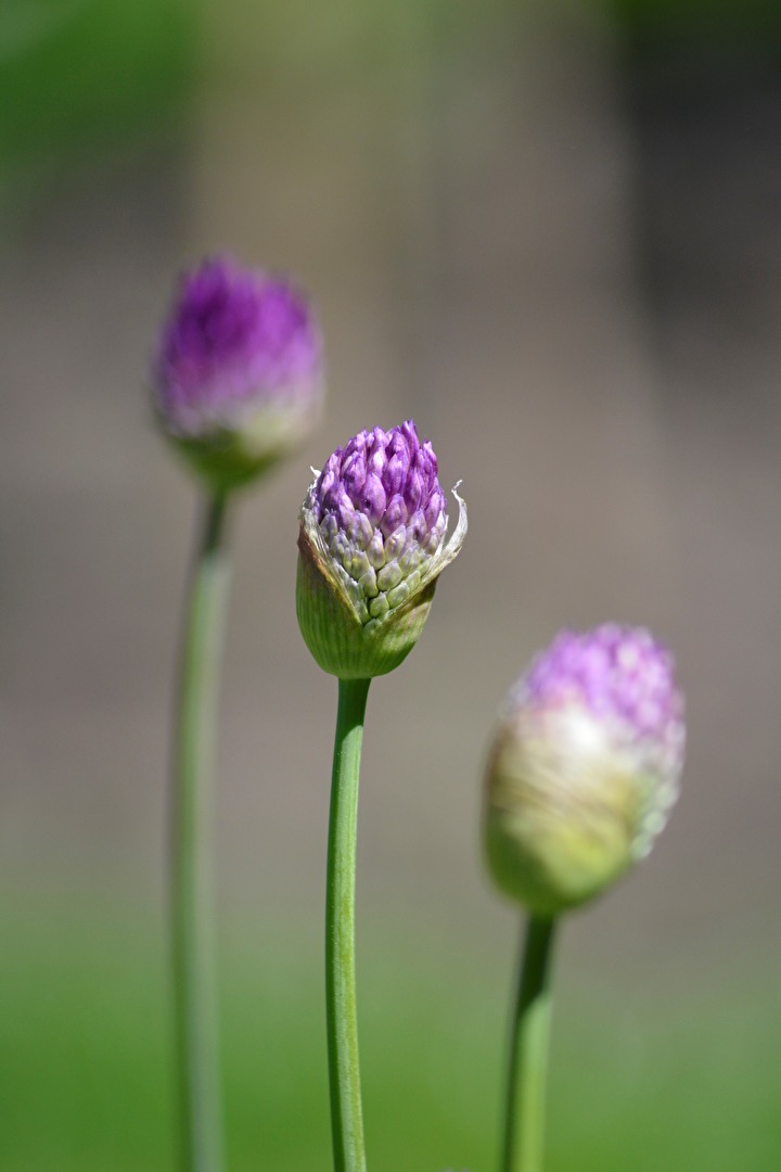 Blüten und Kleinpflanzen (allgemein)