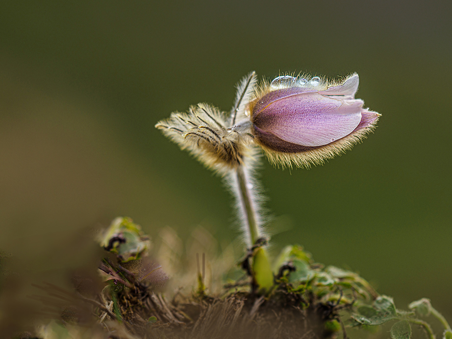 Blüten und Kleinpflanzen (allgemein)