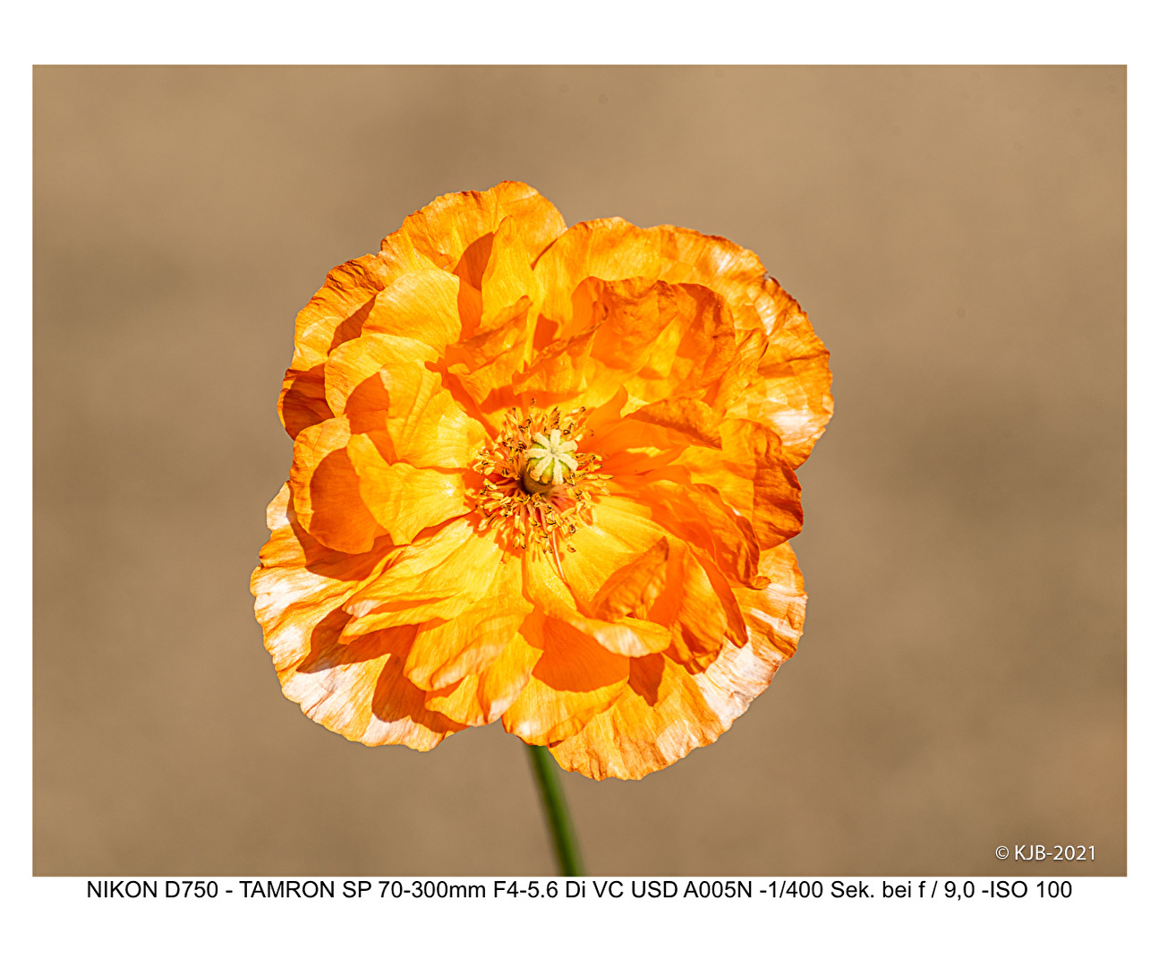 Blüten und Kleinpflanzen (allgemein)