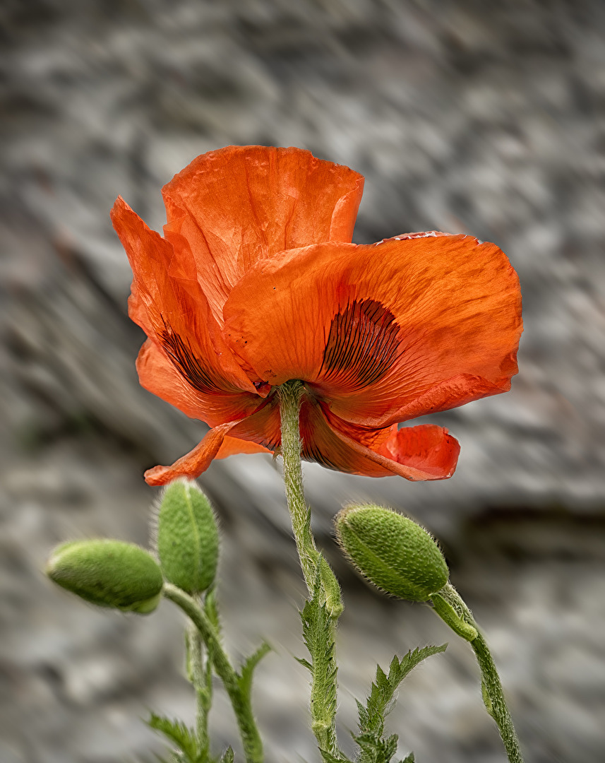 Blüten und Kleinpflanzen (allgemein)