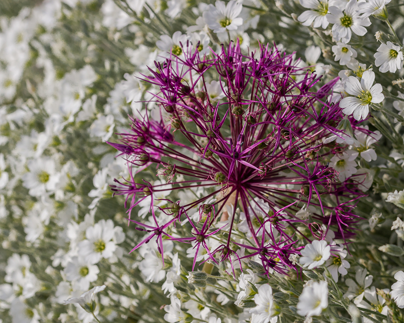 Blüten und Kleinpflanzen (allgemein)