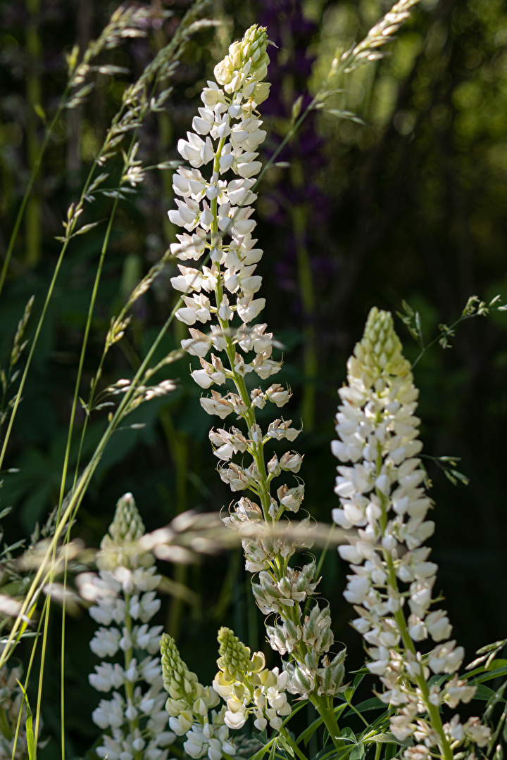 Blüten und Kleinpflanzen (allgemein)