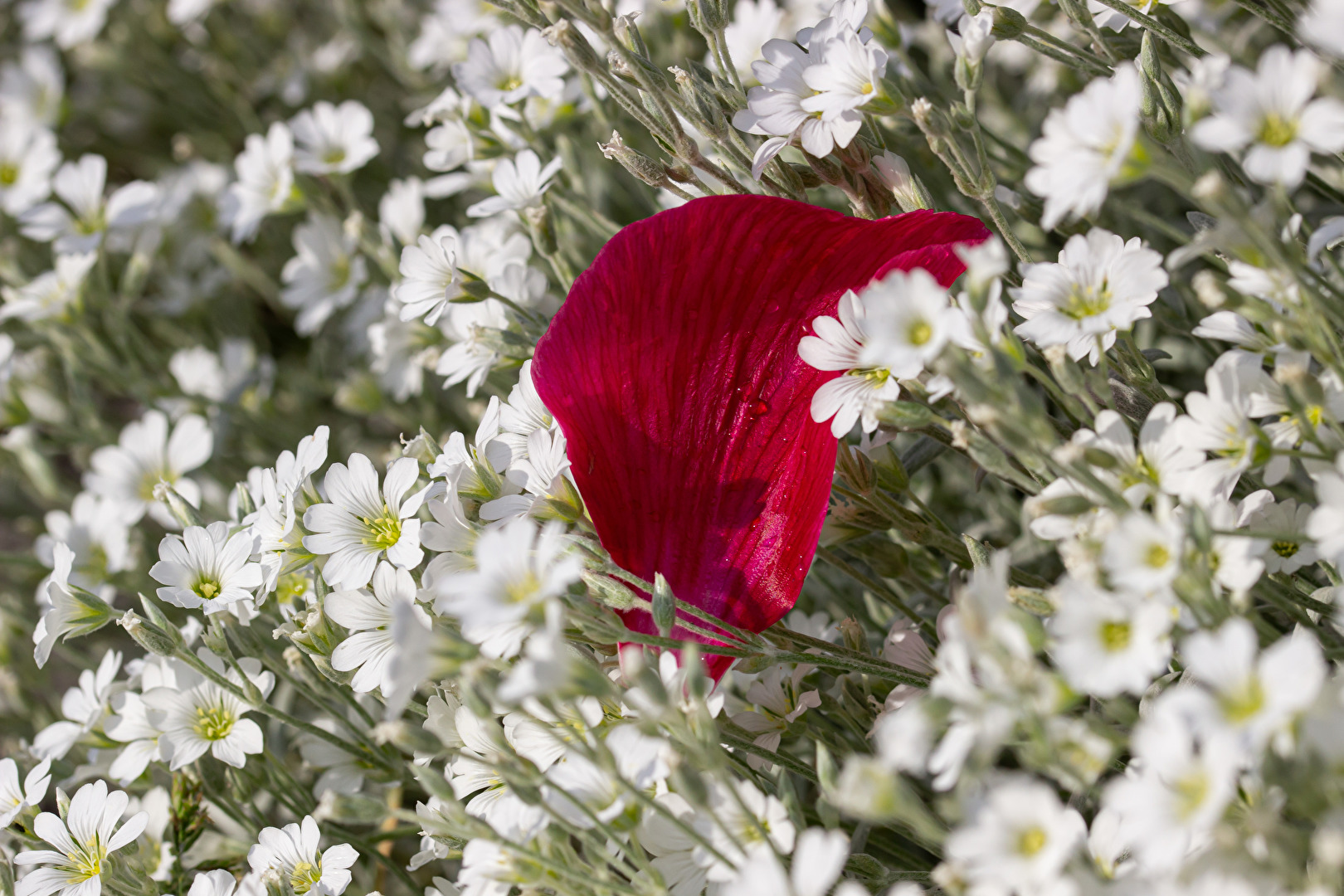 Blüten und Kleinpflanzen (allgemein)