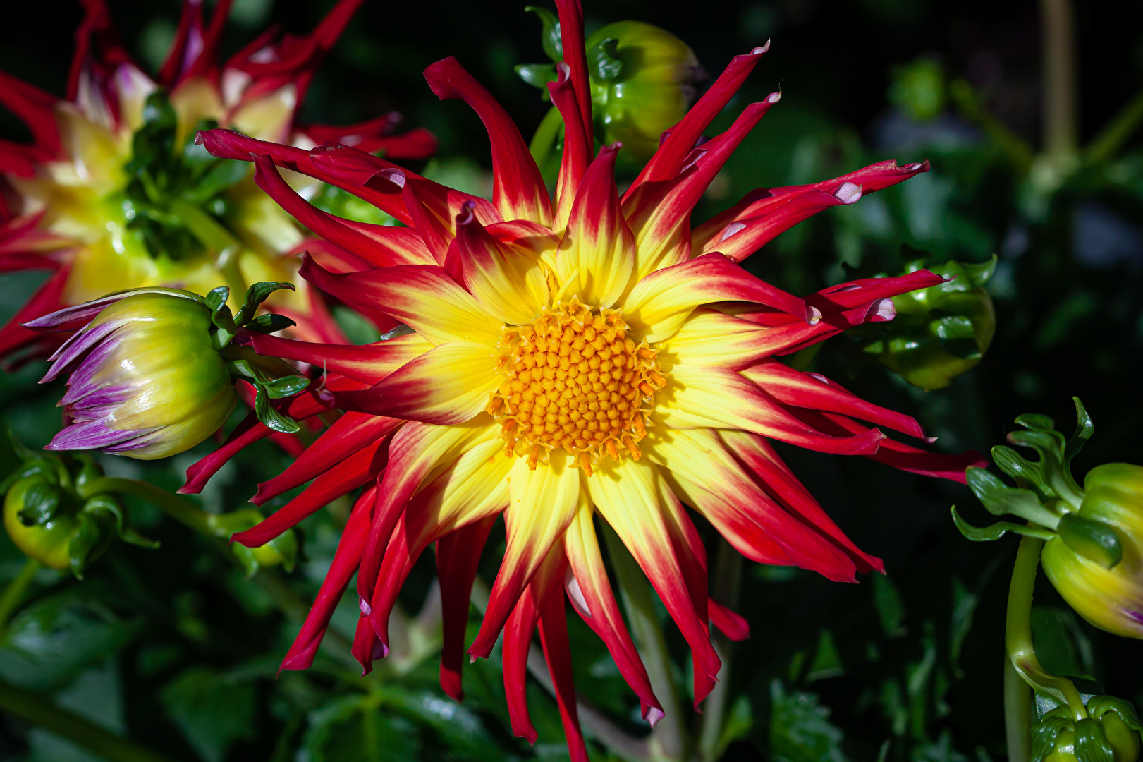 Blüten und Kleinpflanzen (allgemein)