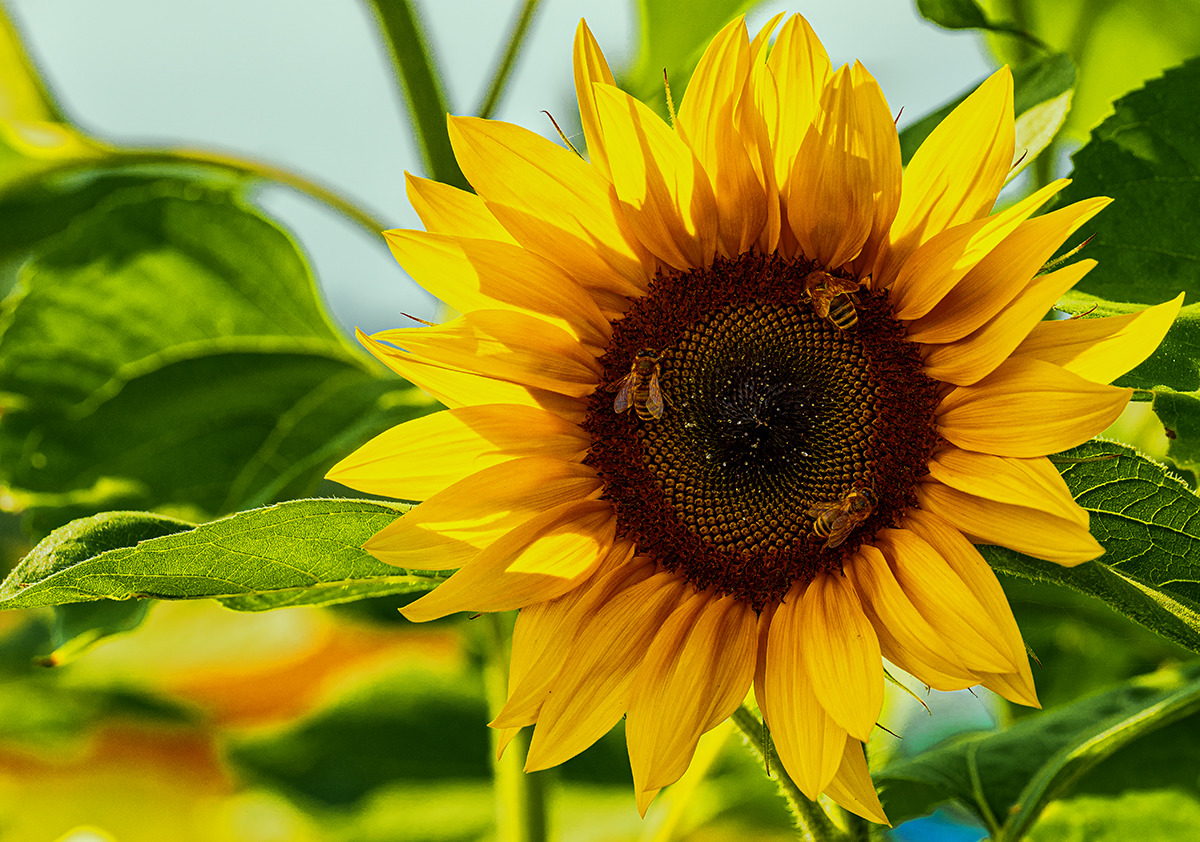 Blüten und Kleinpflanzen (allgemein)